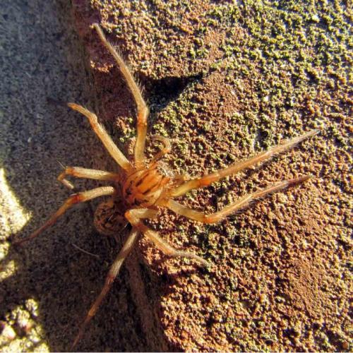 Eratigena sp.
